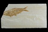 Detailed Fossil Fish (Knightia) - Wyoming #165872-1